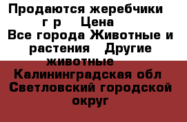 Продаются жеребчики 14,15 16 г.р  › Цена ­ 177 000 - Все города Животные и растения » Другие животные   . Калининградская обл.,Светловский городской округ 